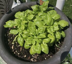 Spinach and Basil Pesto | Foodtalk