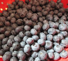 blueberry sour cream coffee cake, Abundance of Blueberries