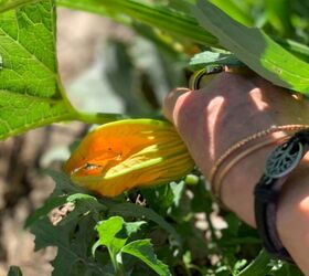 Fried Zucchini Blossoms | Foodtalk