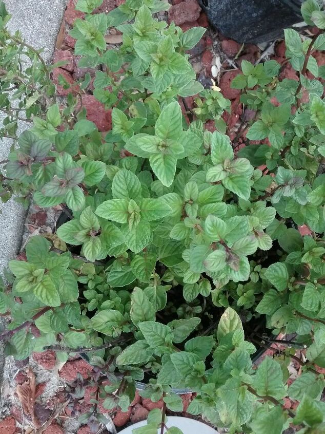 mid winter tea thyme, Fresh Mint Growing in the Garden