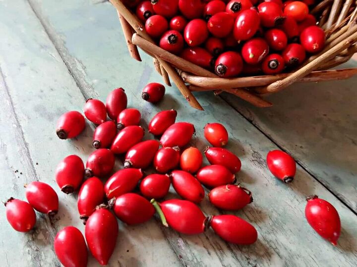 how to make a delightful rosehip liqueur