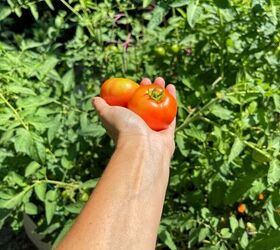 The Best Recipe for Caprese Salad | Foodtalk