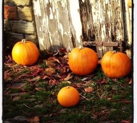 pumpkin pasties recipe for halloween