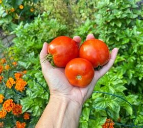 The Best Bruschetta Tomatoes Recipe | Foodtalk