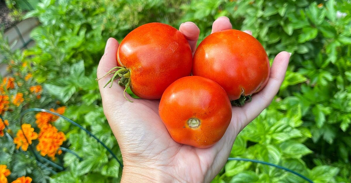 The Best Bruschetta Tomatoes Recipe | Foodtalk The Best Bruschetta Tomatoes Recipe | Foodtalk