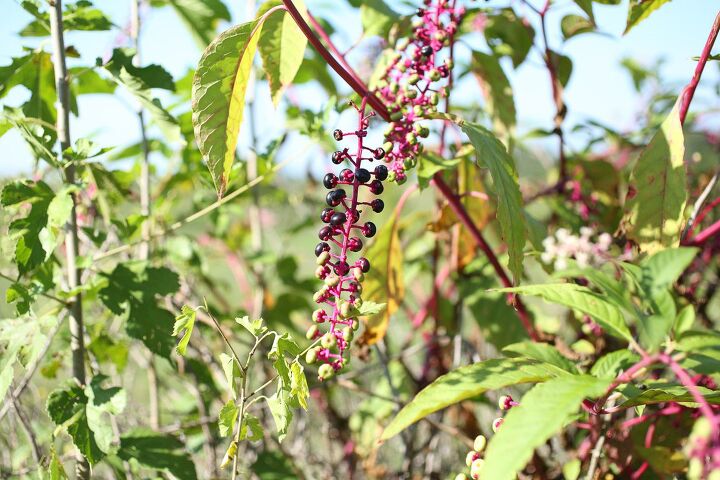 favorite thick elderberry syrup recipes with arrowroot, Pokeberry has a very red stem and stalk The berries grow in a long cluster and the berries are bigger and shiny