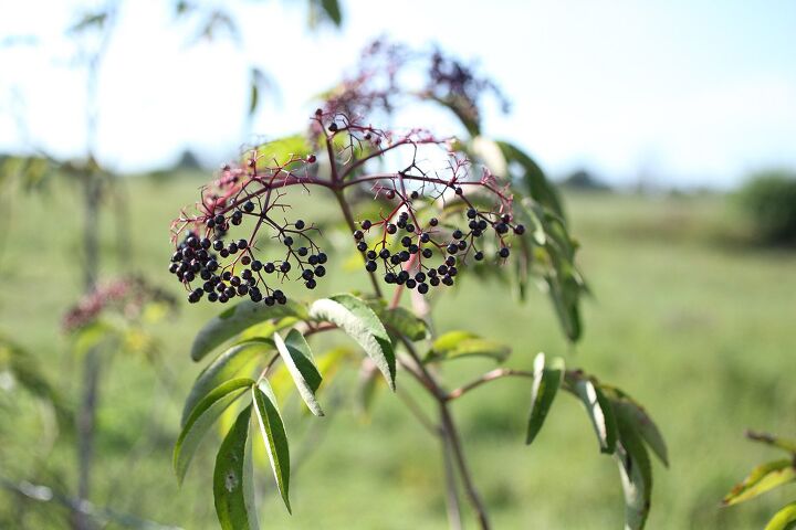 favorite thick elderberry syrup recipes with arrowroot, Elderberries grow in a bit of an umbrella shape the berries are smooth and very small The stalk is not red