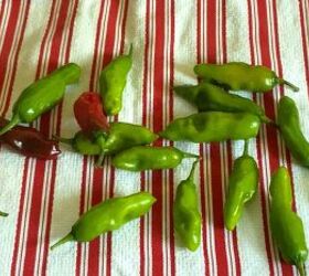 Need an appetizer in a flash? This quick & easy recipe has got you covered