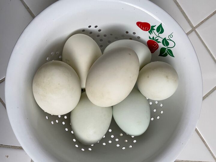 hard boiled eggs in an instant pot