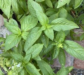 a simple easy summer recipe, Fresh basil from the garden