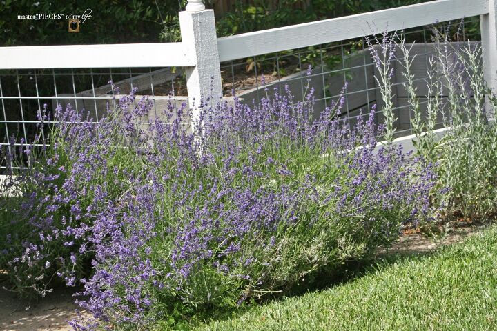lavender honey posset recipe, summer garden updates