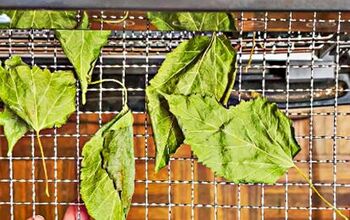 How to Make Mulberry Leaf Tea