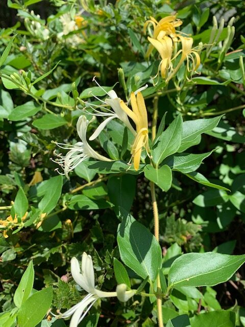 how to make honeysuckle simple syrup, Honeysuckle Plant