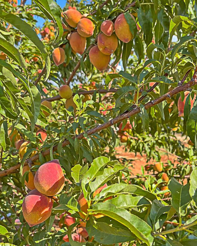 how to dry peaches in a dehydrator, dozens of peaches on a tree in Fredericksburg Texas