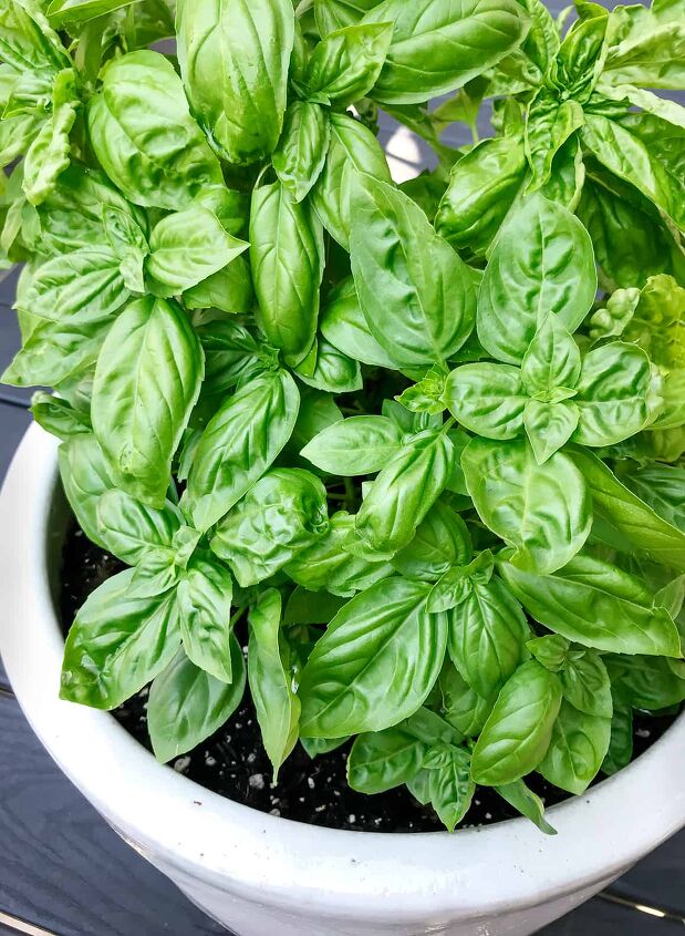 tasty basil pesto recipe, Basil Plant will produce all summer long