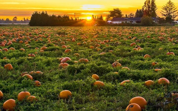 how to cook pumpkin squash, pumpkins in a field