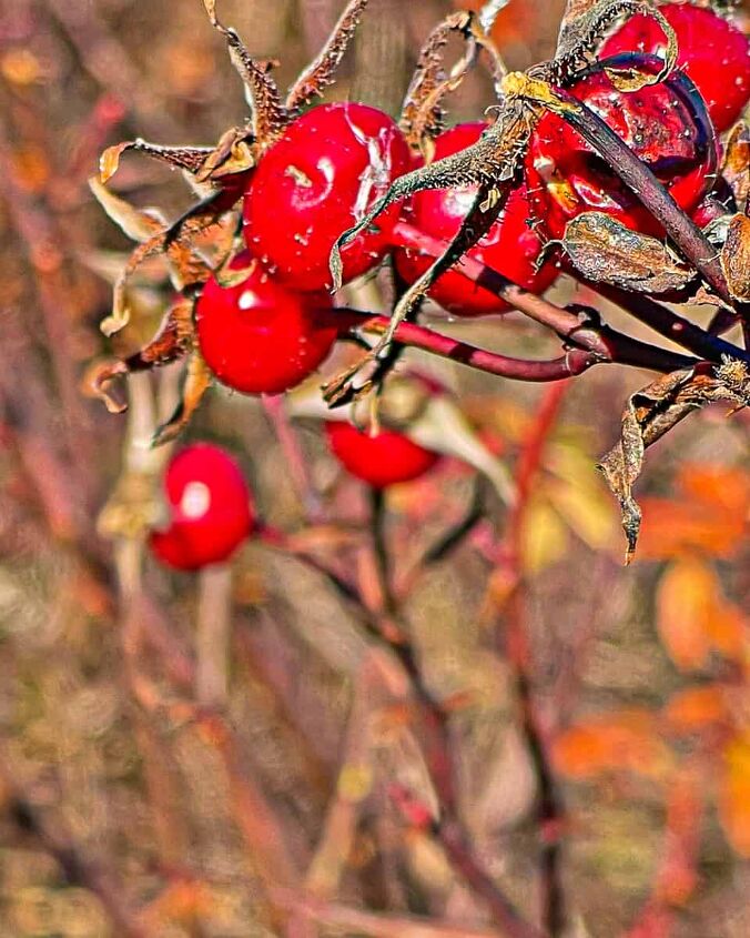 three ways to make dried wild rose hip tea, close up of rosehips on their stems with other roses in the background