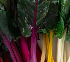 lebanese lemon lentil soup adas bi hamod, rainbow chard leaves with red pink yellow and white stalks
