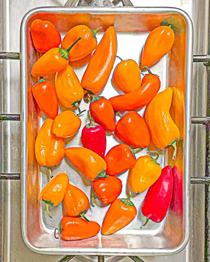 sweet roasted mini peppers, quarter sheet tray with whole red orange and yellow mini peppers
