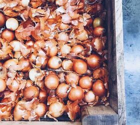 balsamic thyme whole roasted onions, Yellow onions at Minkus Farm