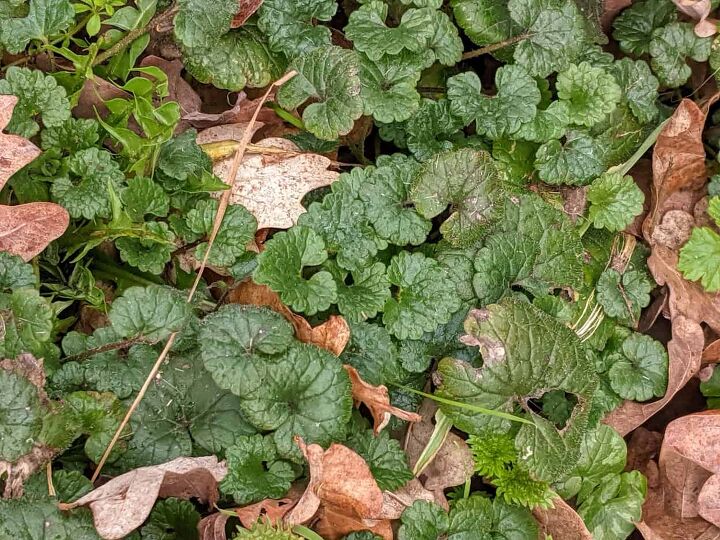 ground ivy leaves mixed with other wild plants