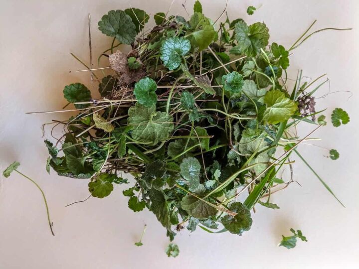 collected ground ivy leaves before cleaning