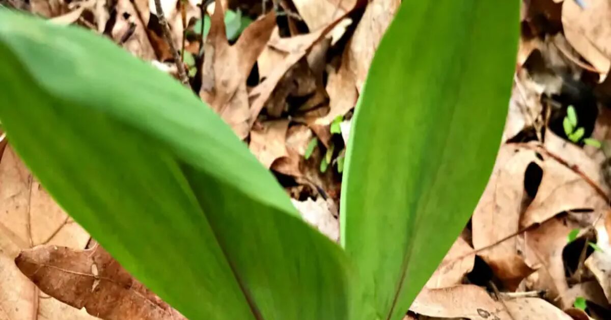 Homemade Creamy Ramp Dip Recipe | Foodtalk