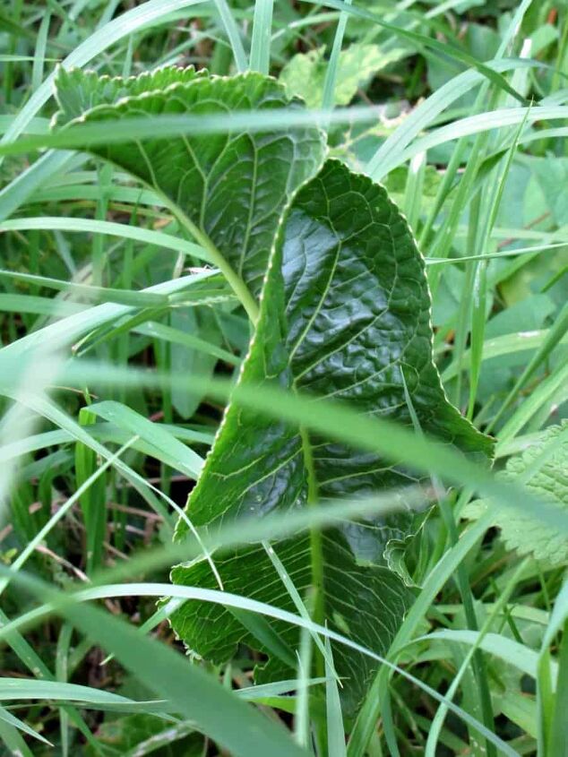 wild horseradish leaf growing through grass