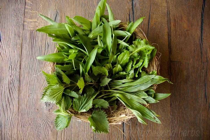 how to make green herb oil, wild garlic nettle dandelion and plantain leaves