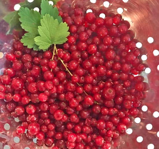 Red currants and currant leaves in a colander