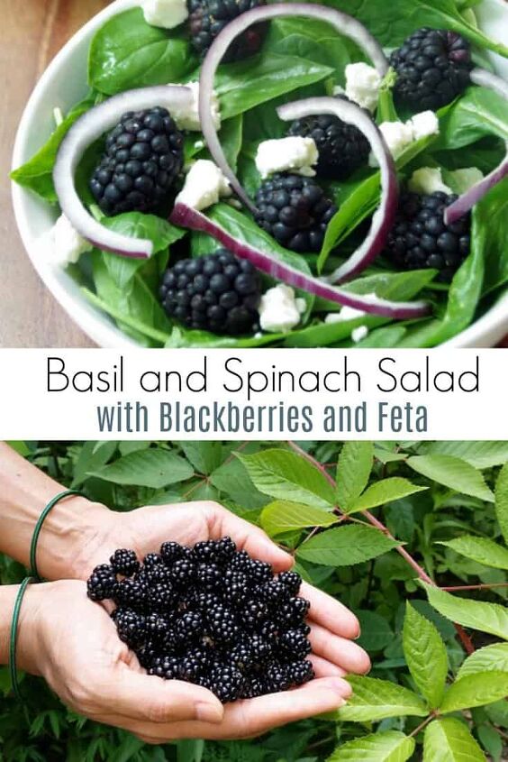 Basil and Spinach Salad with Blackberries and Feta in a white bowl with hands full of fresh blackberries