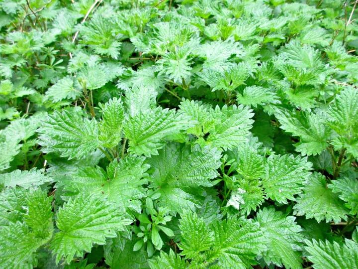 close up of nettles