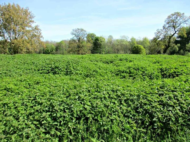 Nettle plants as far as the eye can see