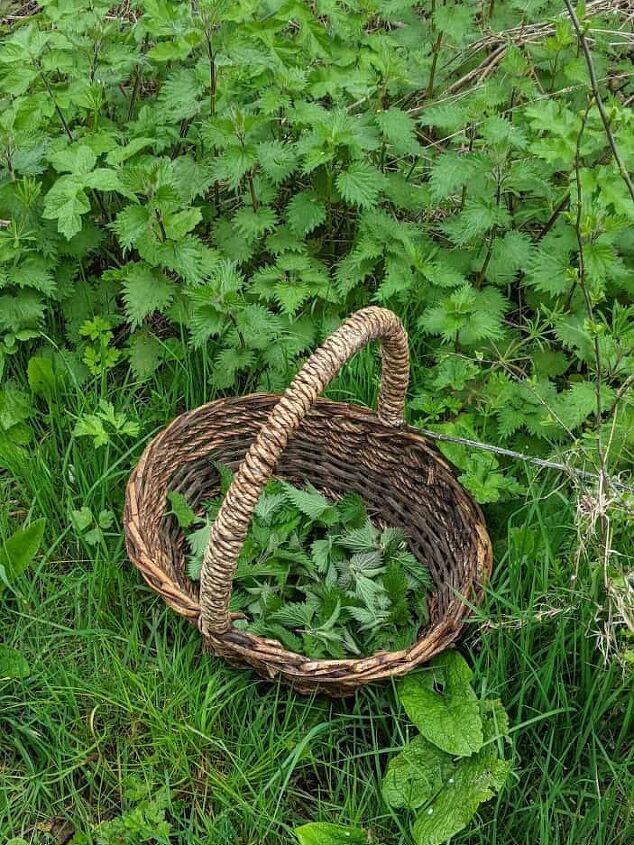 basket filled with nettle tops