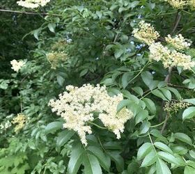 Simple Homemade Elderflower Syrup Recipe Foodtalk