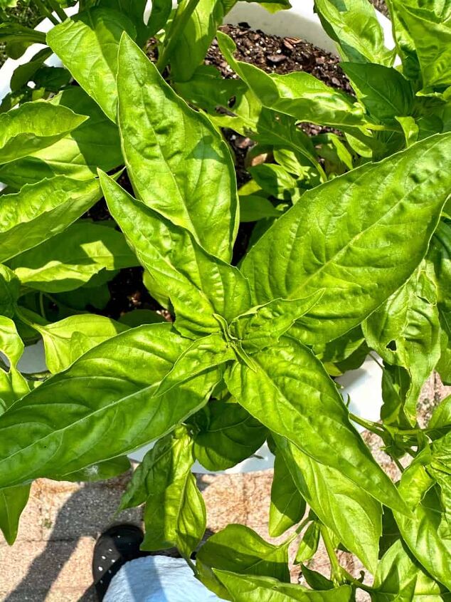 5 easy ways to use fresh basil from your garden, picture of geneovsa basil