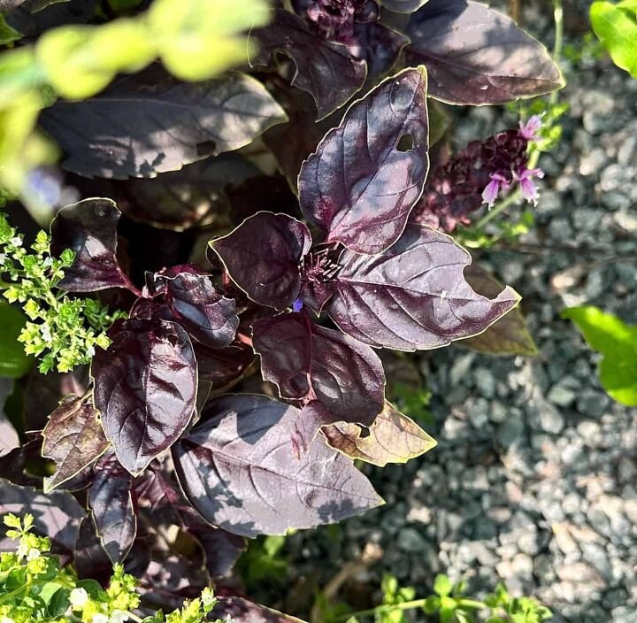 5 easy ways to use fresh basil from your garden, picture of purple basil