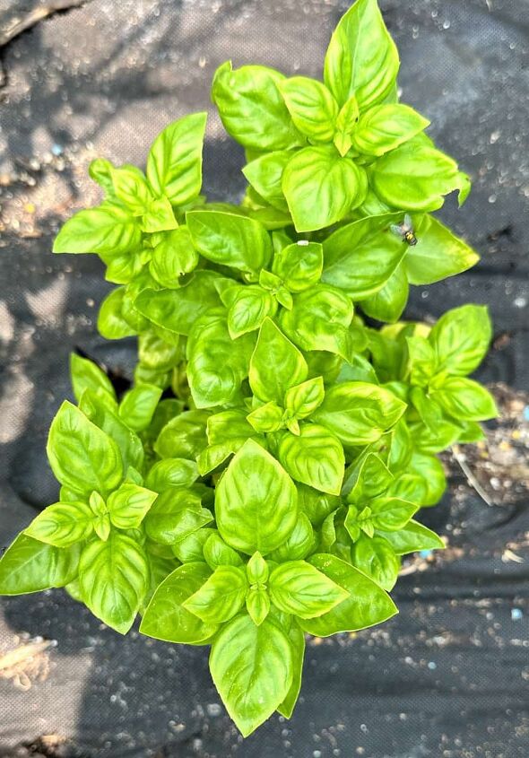 5 easy ways to use fresh basil from your garden, Picture of lemon basil