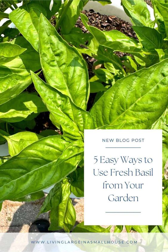5 easy ways to use fresh basil from your garden