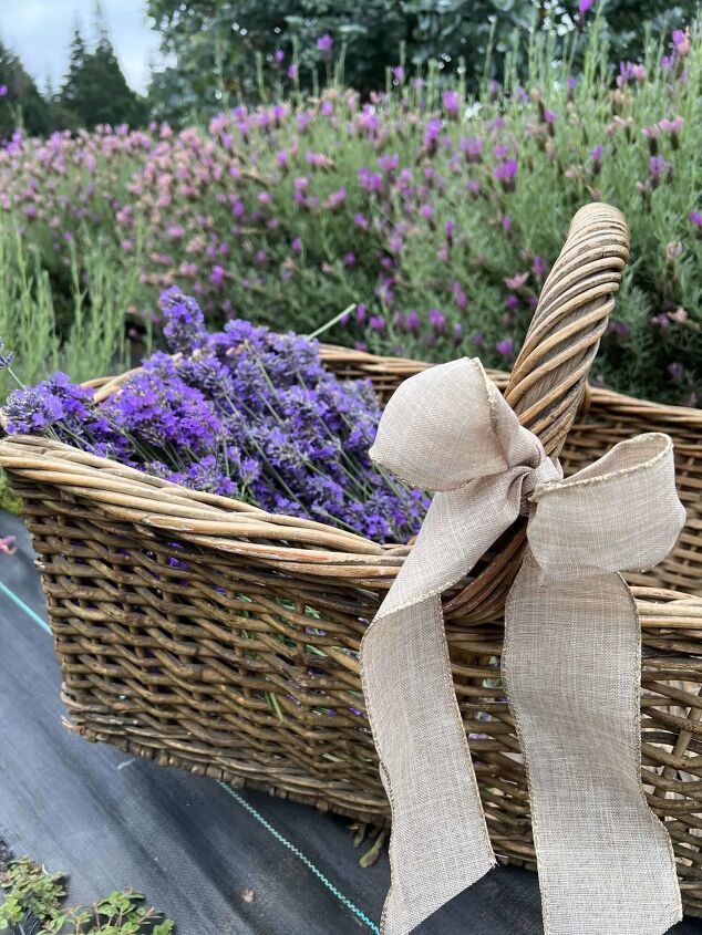 how to make delicious bedtime lavender chamomile vanilla milk, How to Harvest Beautiful Lavender in Your Summer Garden