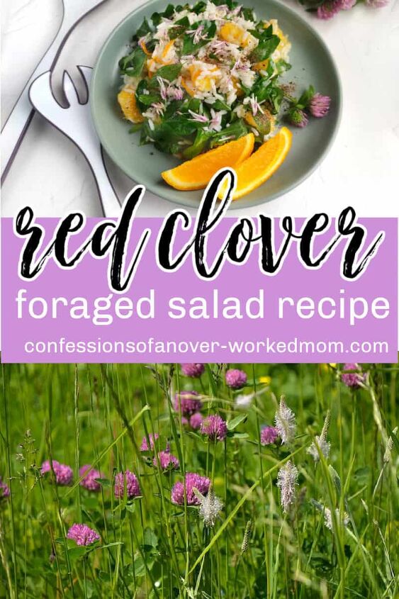 Is clover edible Find out more about the uses of clover and which types you can eat Try this easy Red Clover Salad Recipe you can make by foraging