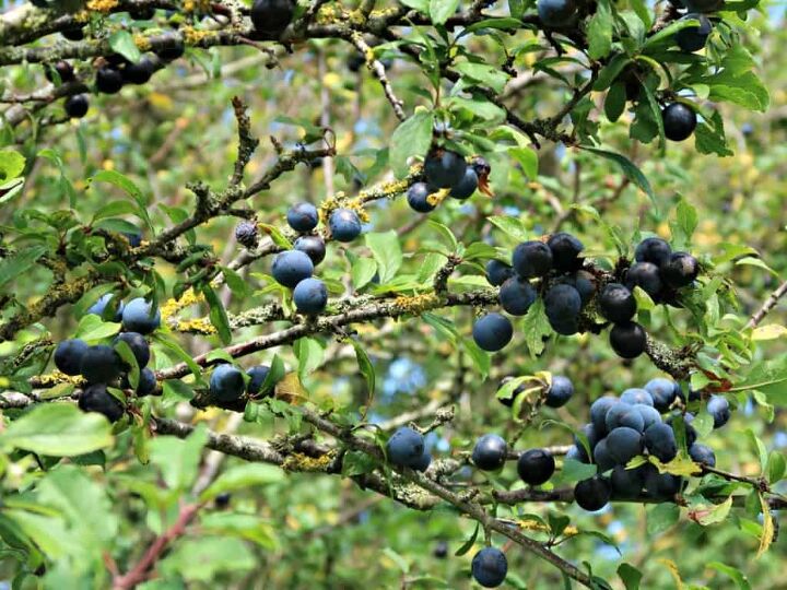 Blackthorn shrub Prunus Spinosa