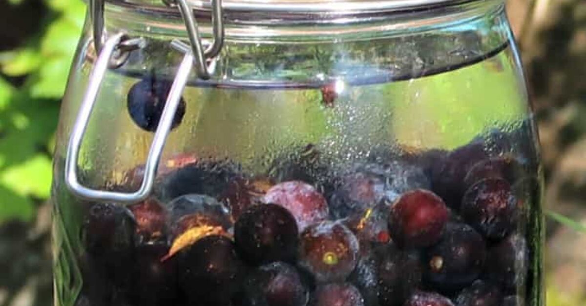 Damson, Bullace or Sloe Gin Recipe | Foodtalk
