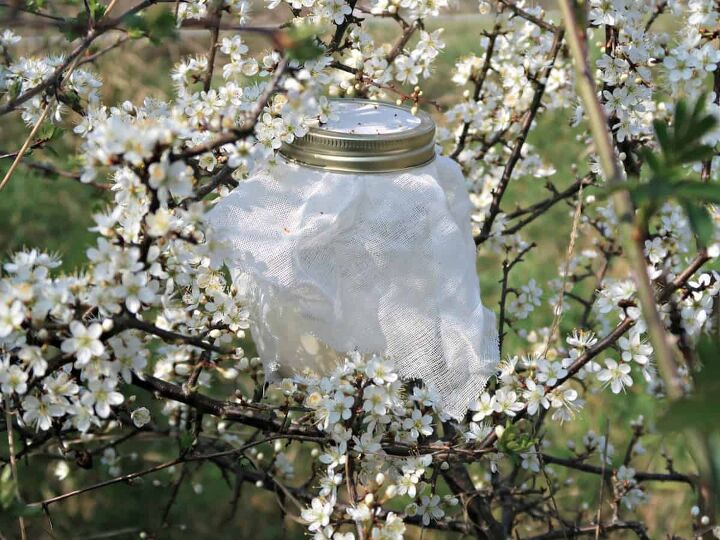 Collecting Wild Yeast from Blackthorn Prunis Spinosa