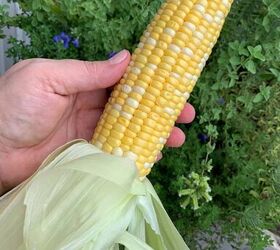 best southern corn pudding, Southern Corn Pudding Not Entirely Average Pic 4331