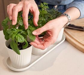 Tired of wilted store-bought herbs? These are a game-changer