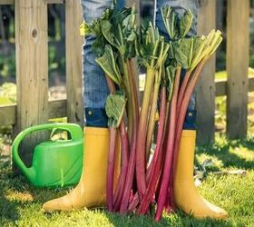 old fashioned rhubarb custard pie recipe, growing rhubarb