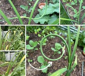 easy diy garlic scape salt recipe, a collage of different garlic scapes still on the hardneck garlic plants
