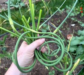 easy diy garlic scape salt recipe, a hand holding a bunch of garlic scapes over a garden bed