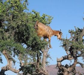 amlou recipe prepare a delicious moroccan almond spread in 30 minutes, goats eating argan tree